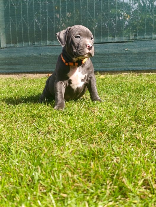 Psiak American Staffordshire Terrier