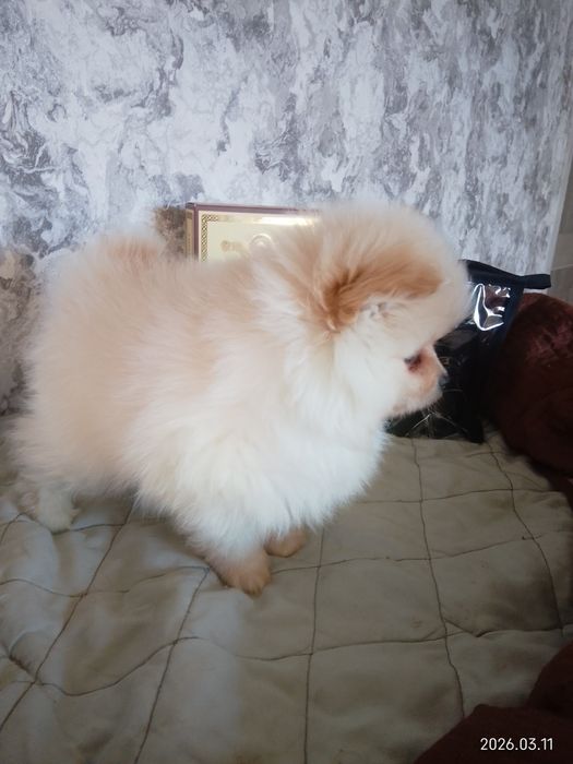 Померанський шпіц готовий до продажу