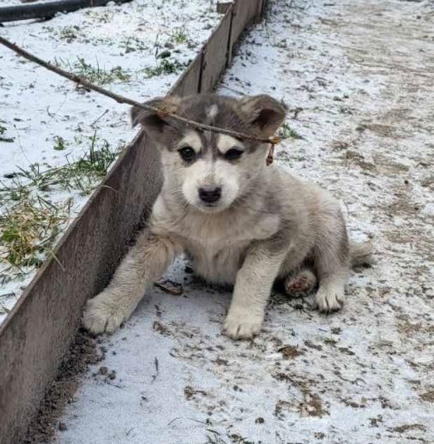 Щеня-хлопчик шукає дім і турботу