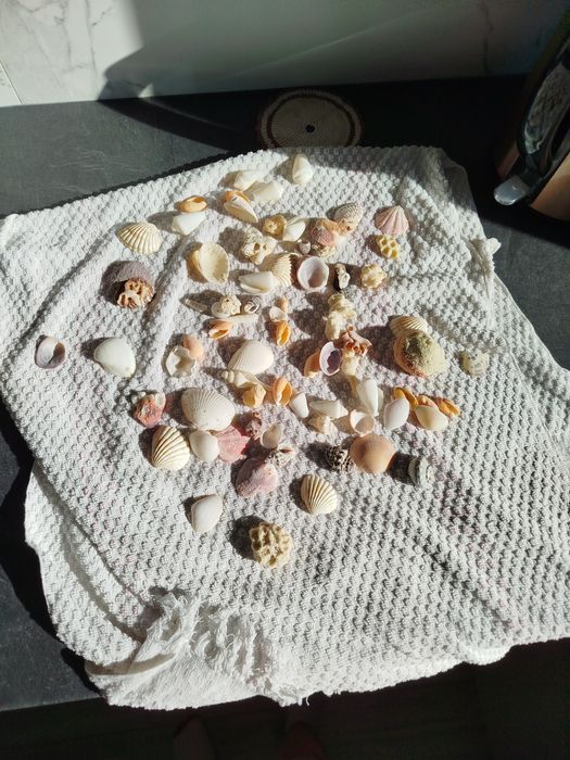 Ракушки в акваріум