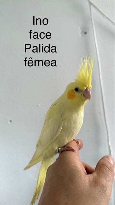 Caturra ino face palida domesticada muito meiguinha