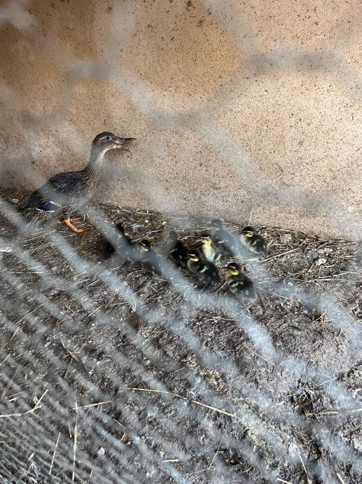 Patos real jovem