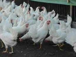 Kury nioski ROSA 1 Dominant susex Leghorn Lohman Tetra prosto z Fermy