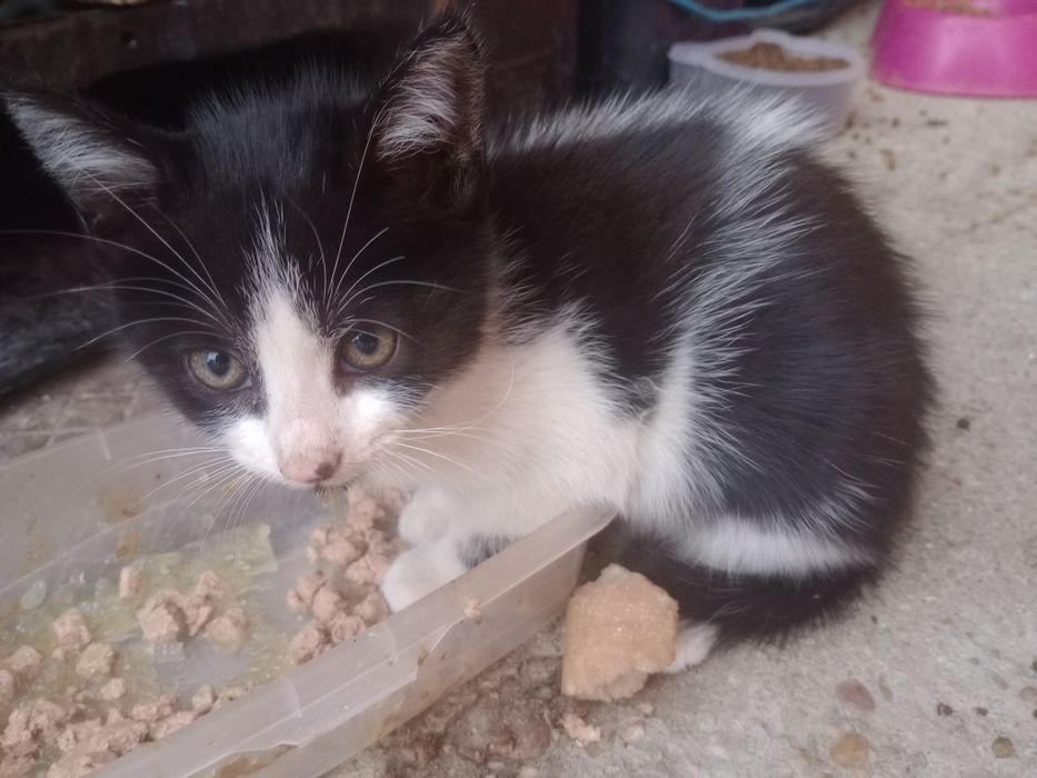 Dá-se gatinhos bebés