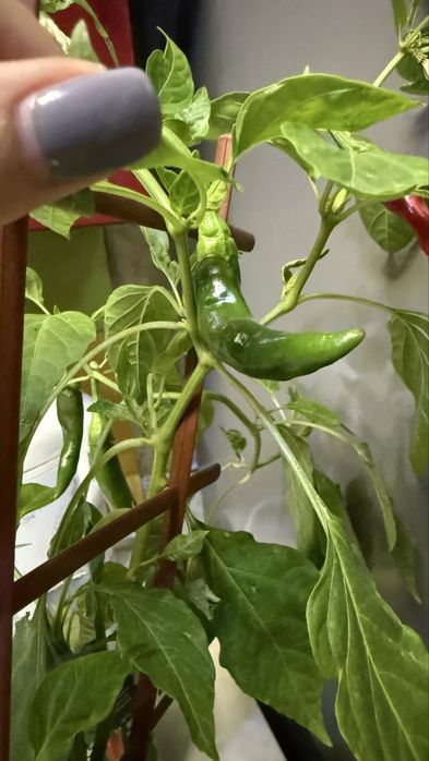 Перец декоративный