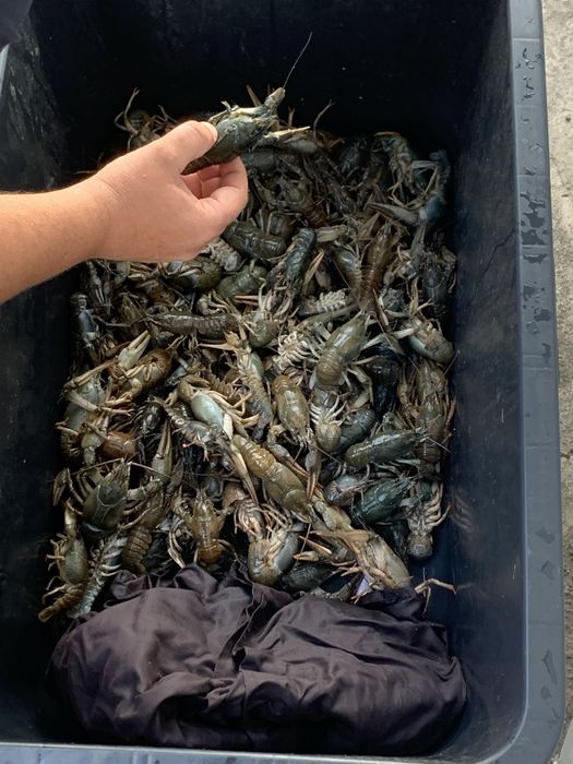 Живой рак ! Краматорск ! Доставка , Вареный !