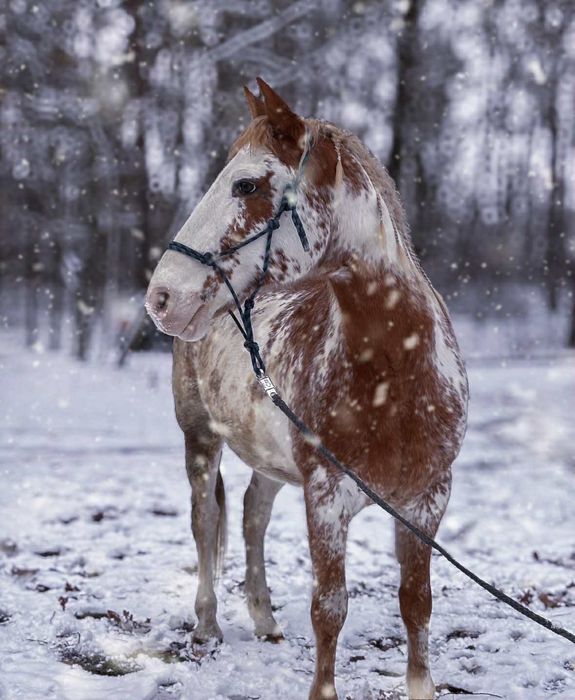 Lekcje jazdy konnej i pensjonat koni