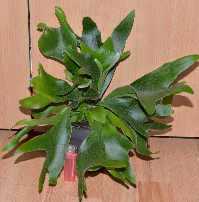 Платіцеріум біфуркатум