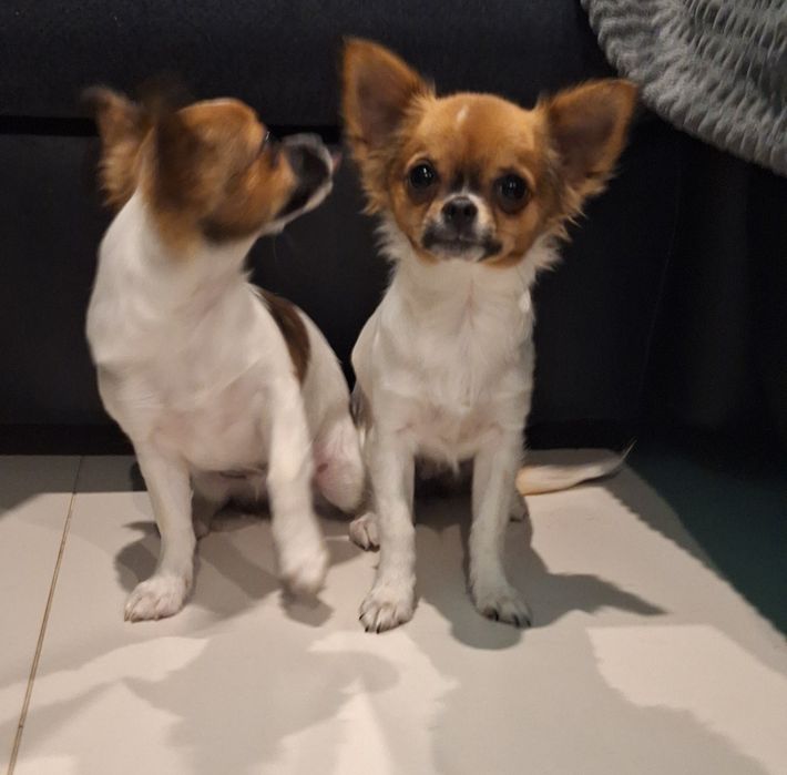 Chihuahua długowłosa dziewczynka 29.03.2026