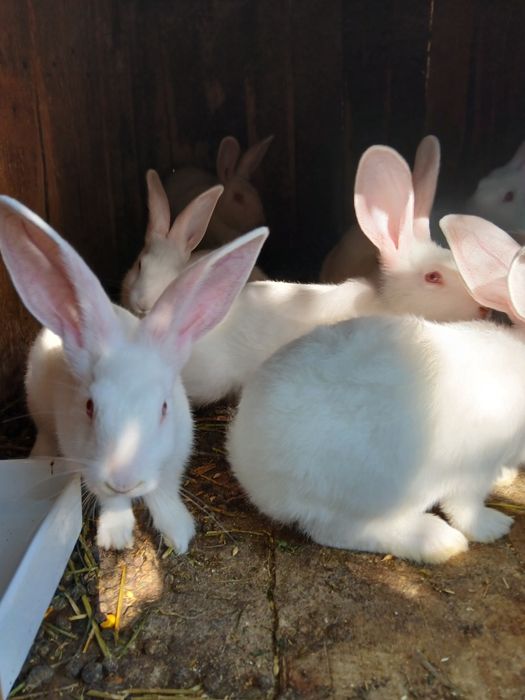 Кролі Термони Молодняк Кролики можна сім'ю