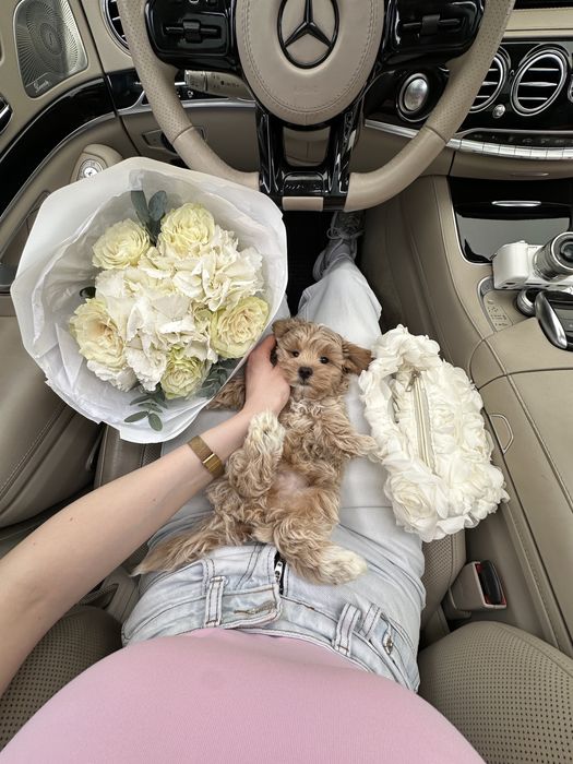 Luxury мальтіпу міні