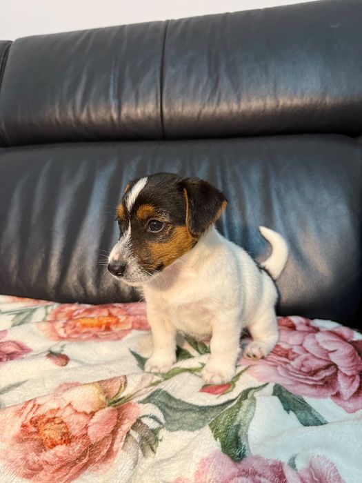 Jack Russell Terrier – piesek Charlie