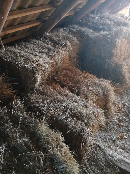 Продам тюки сіна