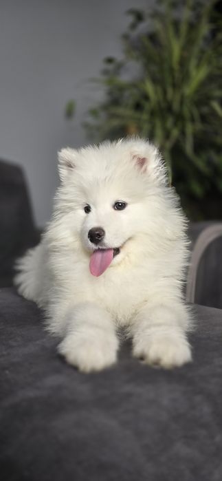 Samoyed wyjątkowy chlopiec