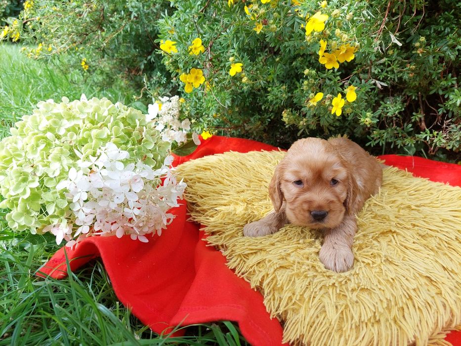 Cocker Spaniel Angielski Szczeniaczek Suczka