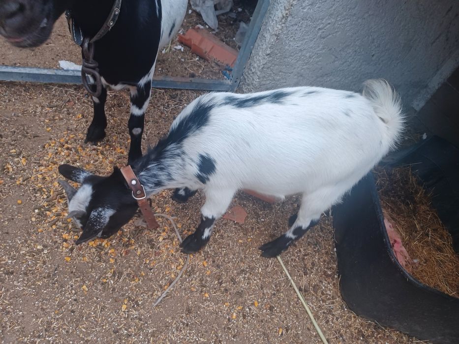 Vendo cabras lindas