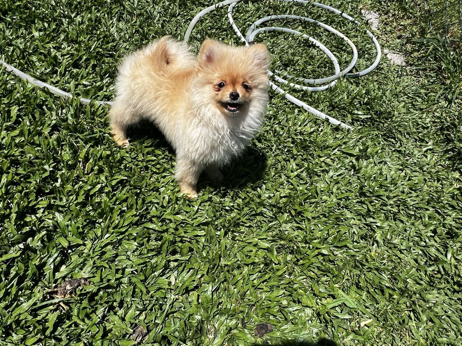 Ultimo Menino sptiz alemão anão com pedigree Braga