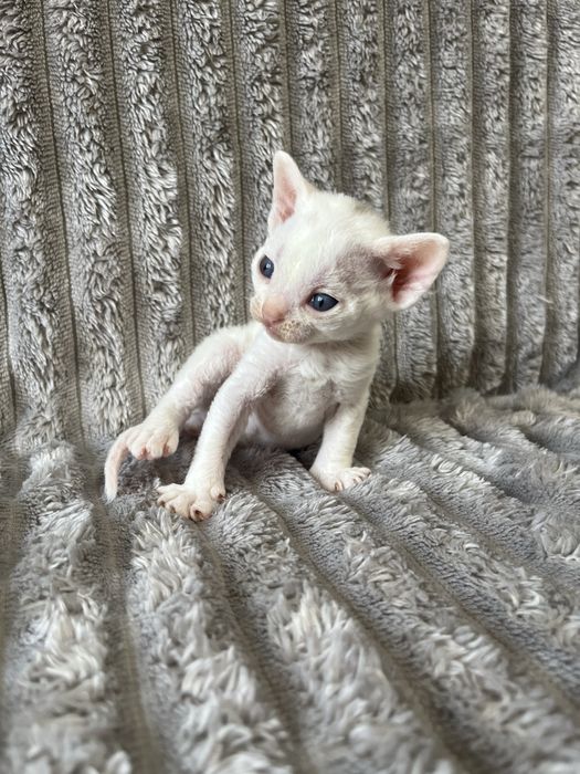 Кошенята Девон рекс