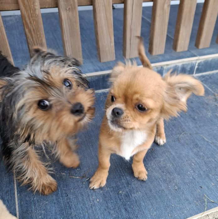 Chihuahua dziewczynka