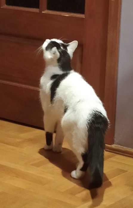 Kotka biało-czarna, Sosnowiec lub Kraków