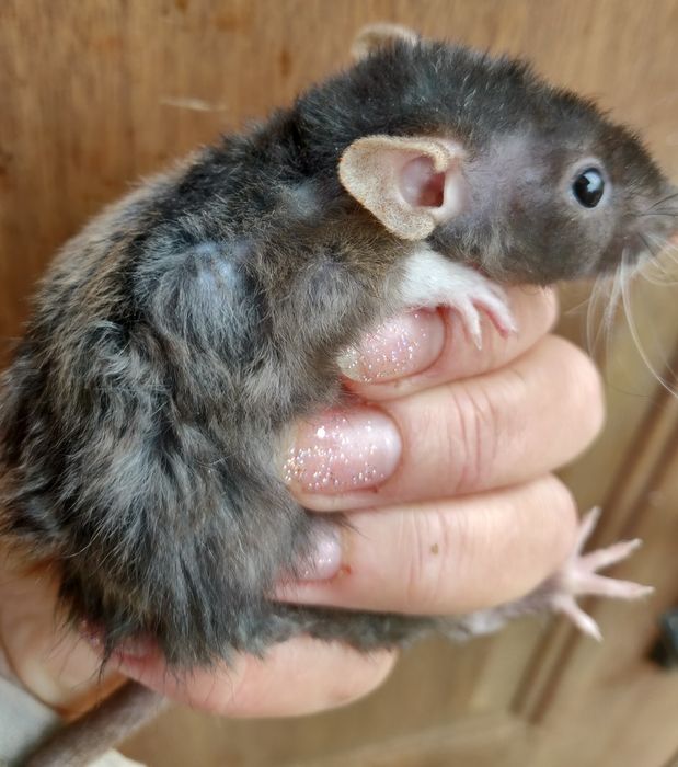 Крысята Дамбо и стандарт