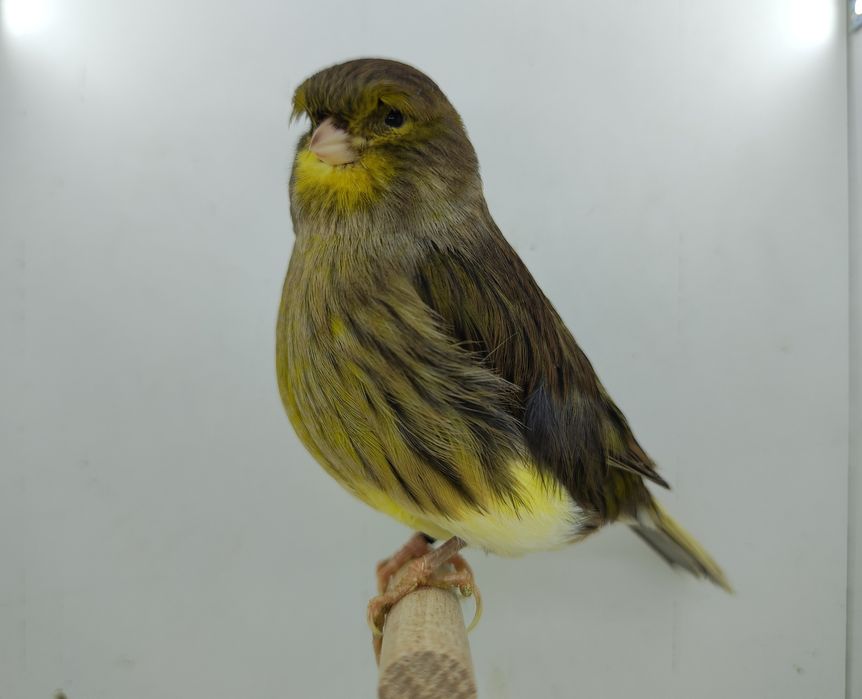 Konarek kanarki gloster samiec