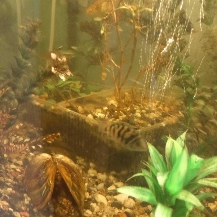 Zamienię rybki pielęgnice i glonojady na inne rybki