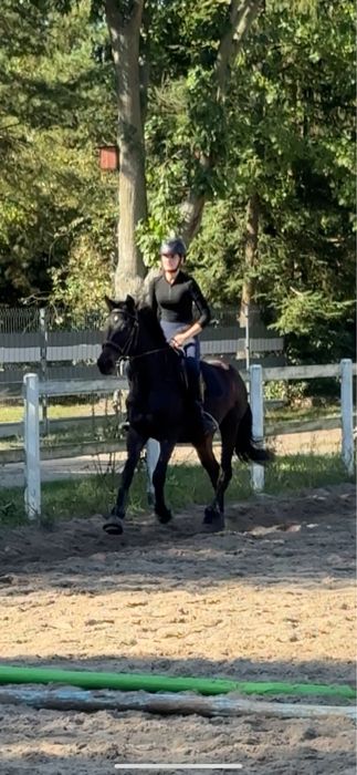 Sprzedam  klacz do towarzystwa/hodowli/lekkich jazd