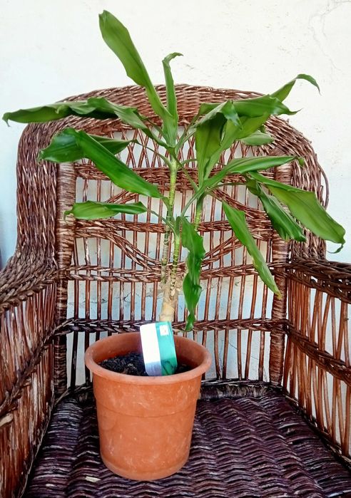 Dracaena fragans 67 cm