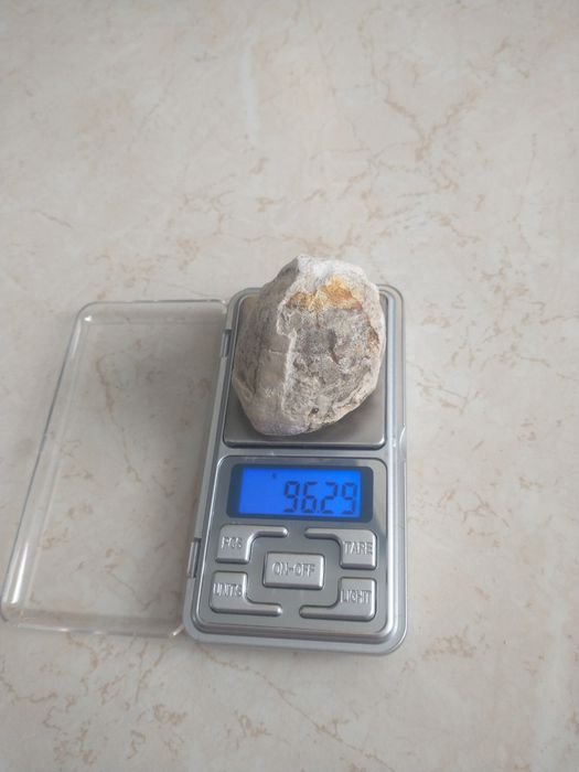 Skamieniałość Jeżowiec Echinocereus - Kreda - Skamielina