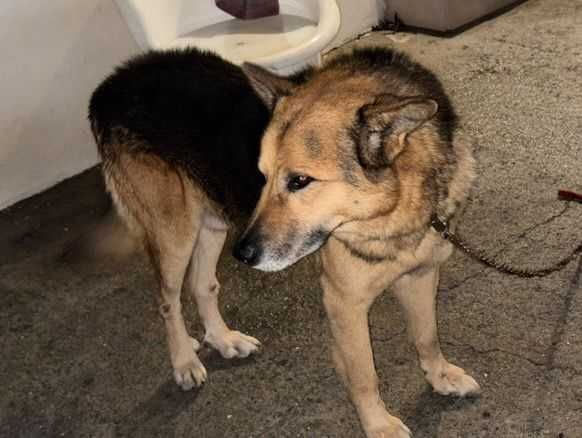 Pastor Alemão Raçado Para Adoção