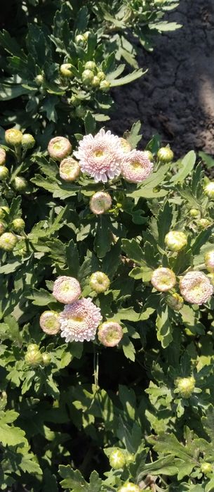 Продаж хризантем мультифлори