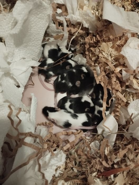 Oddam myszki w dobre ręce