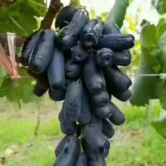 Виноград Аватар (Свит Сапфир)