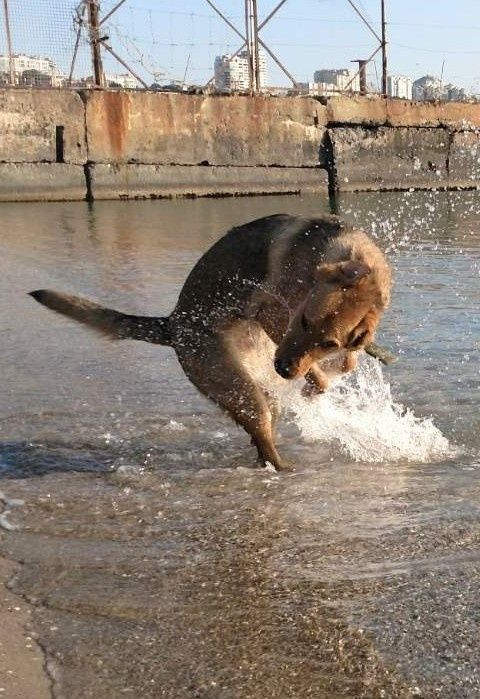 В добрые руки молодой крупный красавчик пёс