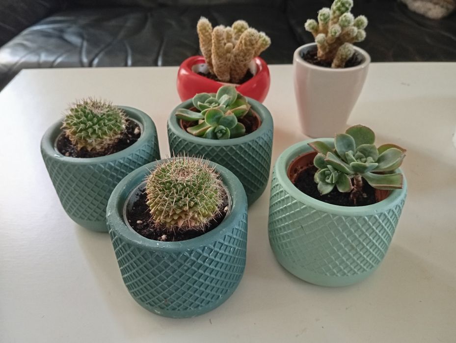 Plantas naturais 4 e 5 euros