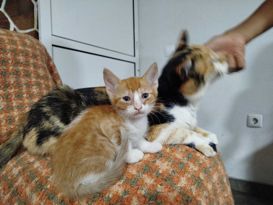 Gatinha para adoção