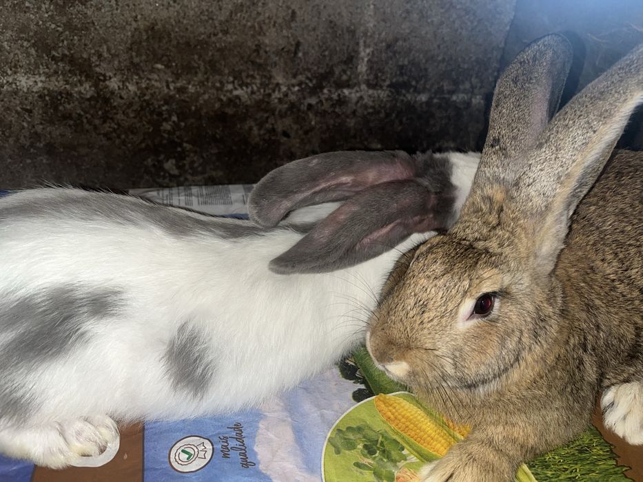 Coelhos de raça grande 3 meses
