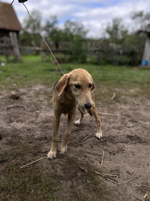 Російська гонча