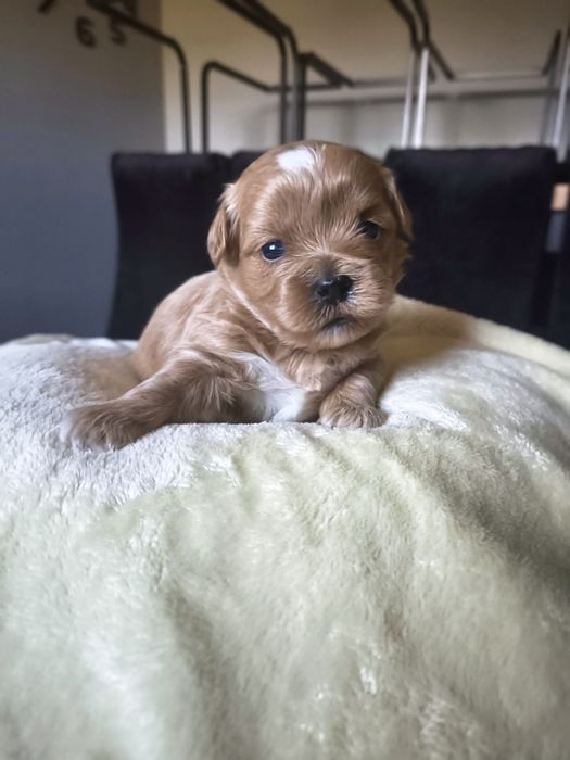 Maltipoo (Maltańczyk + Pudel Toy)