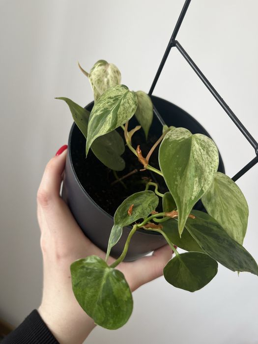 philodendron hederaceum variegata okaz