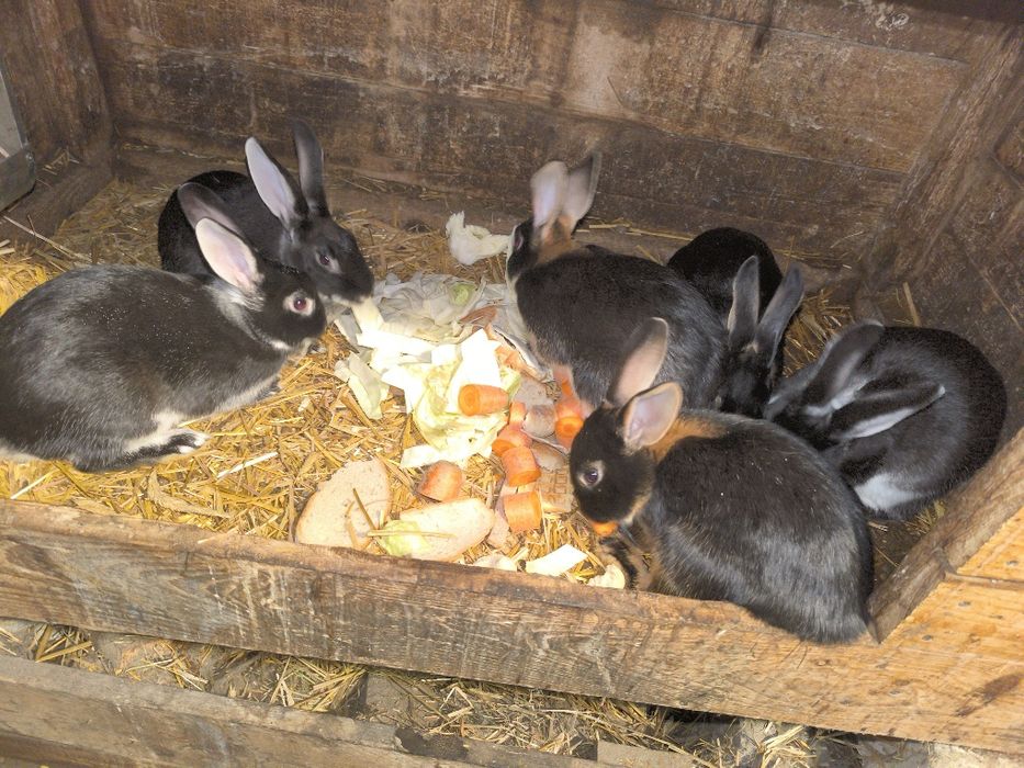 Sprzedam samice i samce