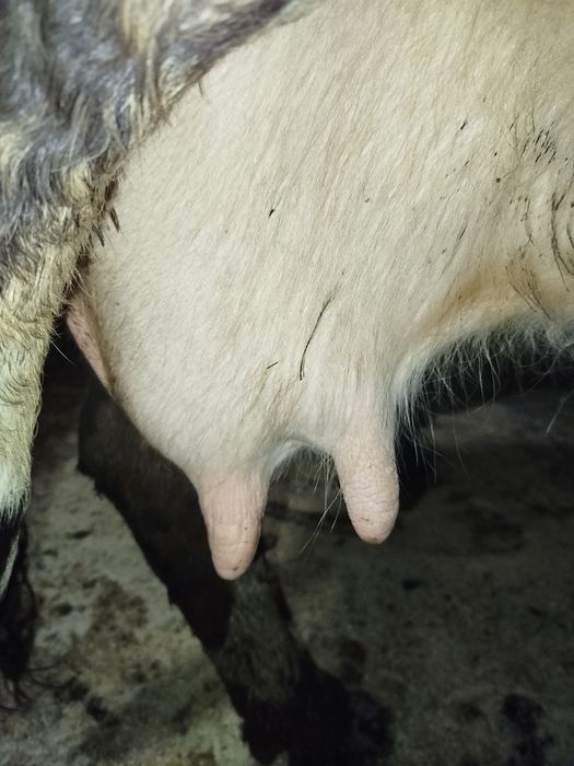 Продам корову вечірка