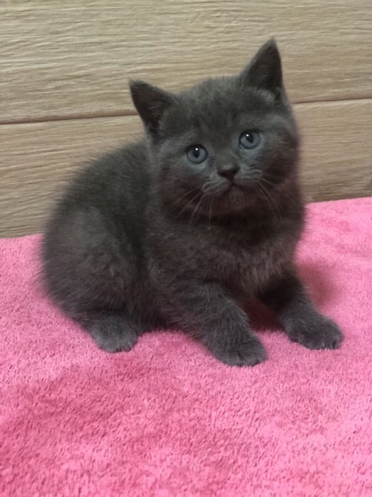 Британська дівчинка!