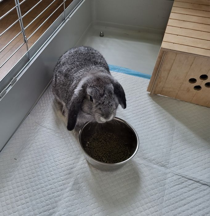 Królik miniaturka mini lop z całym wyposażeniem