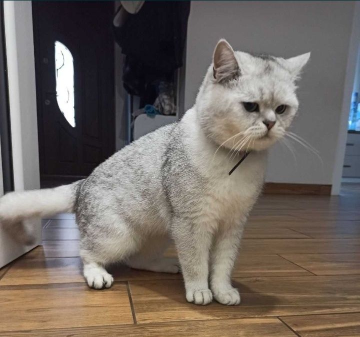 Галантний кавалер чекає на інтимні зустрічі.