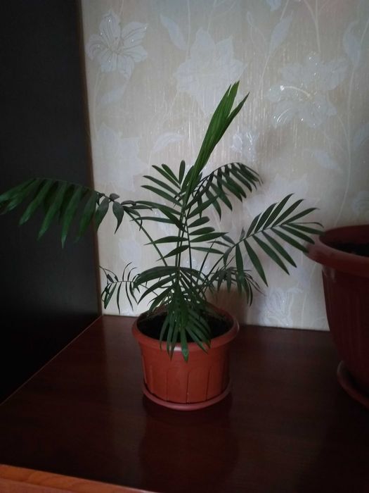 Маленькая пальма в горшке комнатное растение