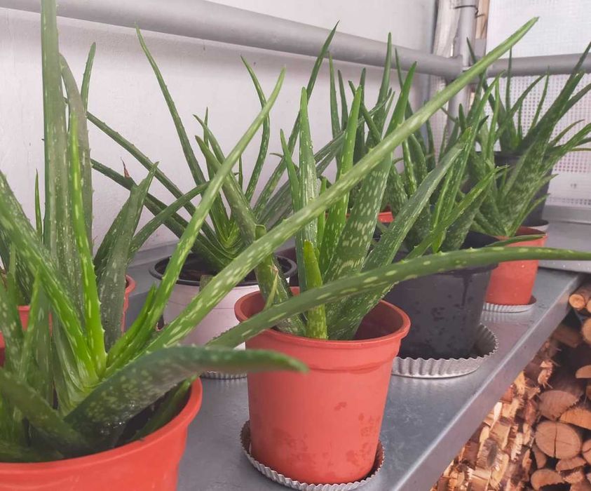 Planta Aloe Vera grande em vaso / folha