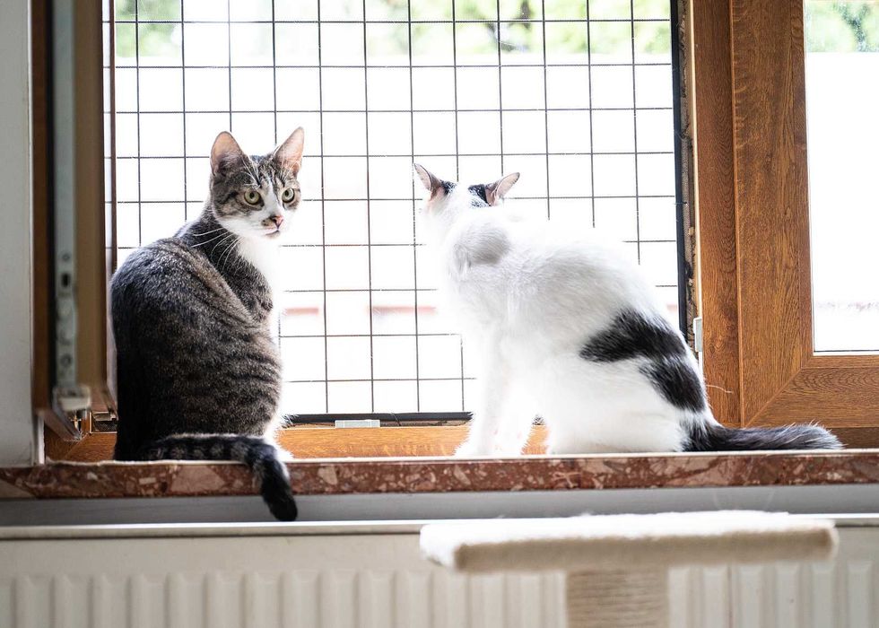 Kotka do adopcji - KLAWA, 1 rok