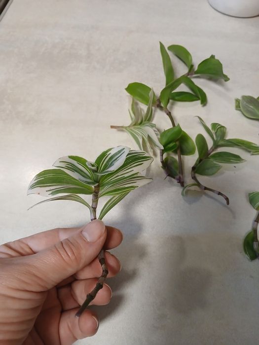 Продам цветы комнатные  традесканции